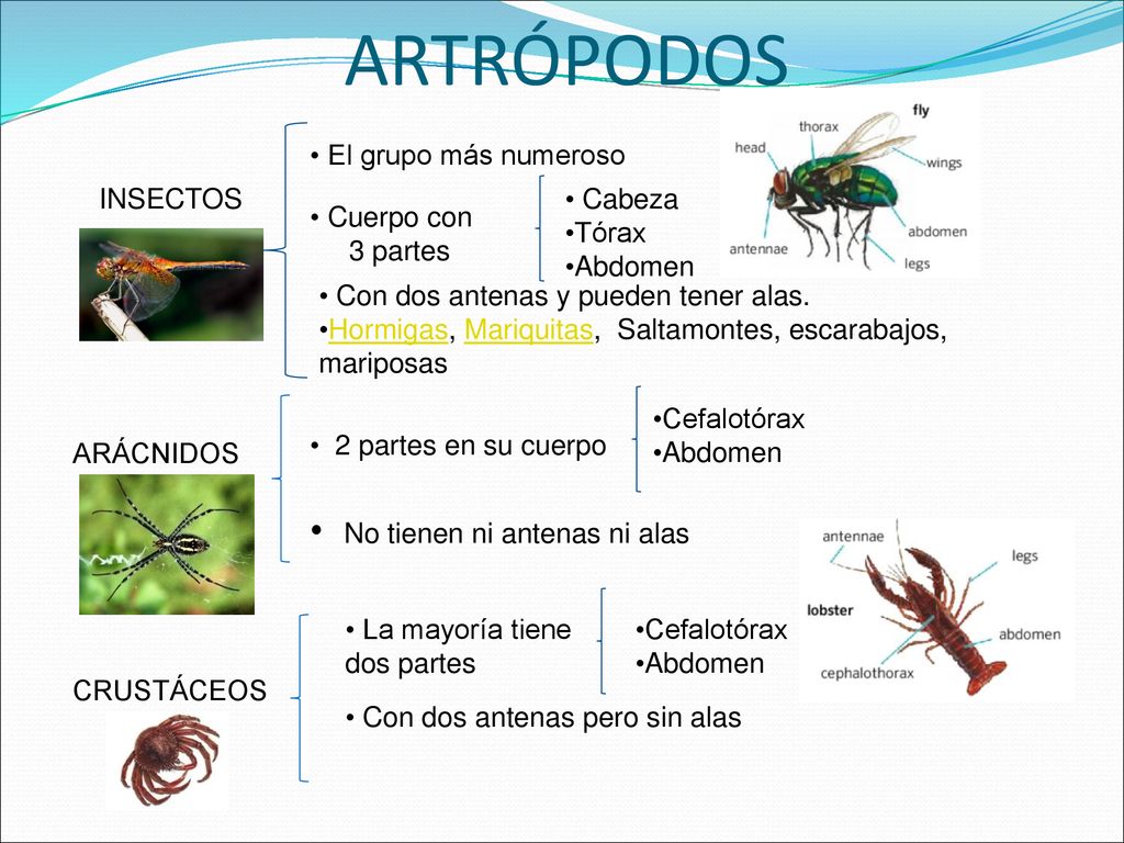ARTRÓPODOS No tienen ni antenas ni alas El grupo más numeroso INSECTOS