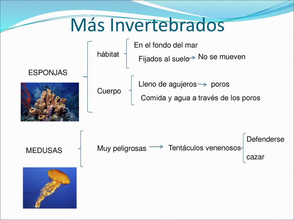 Más Invertebrados En el fondo del mar hábitat No se mueven