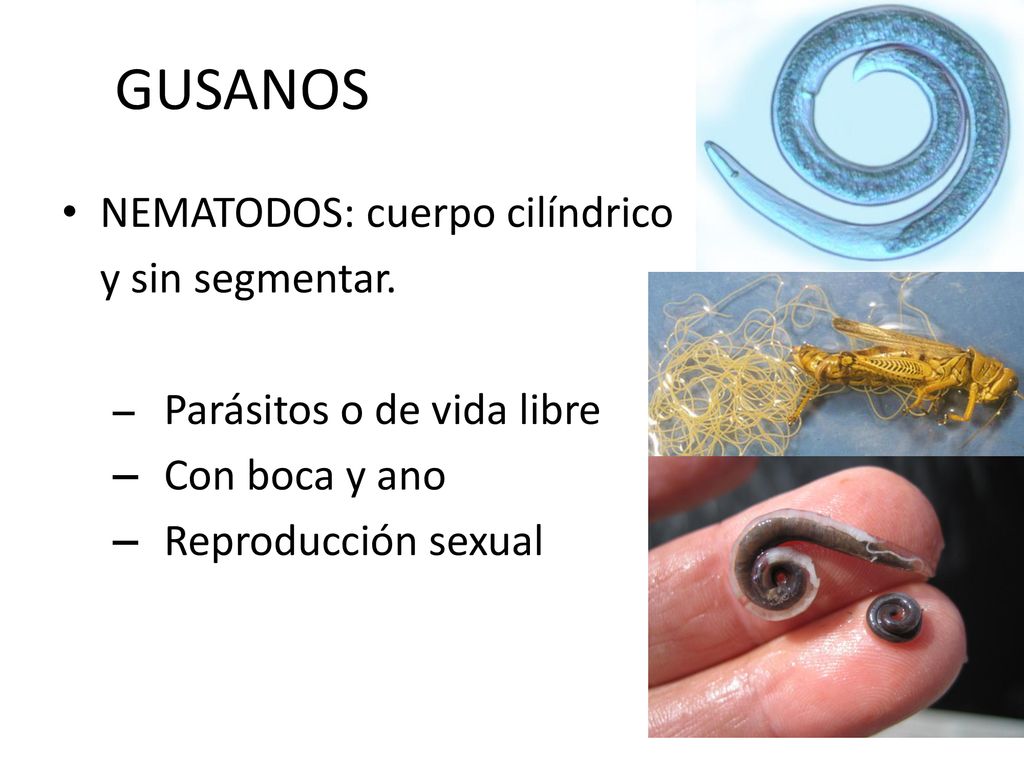 GUSANOS NEMATODOS: cuerpo cilíndrico y sin segmentar. Con boca y ano