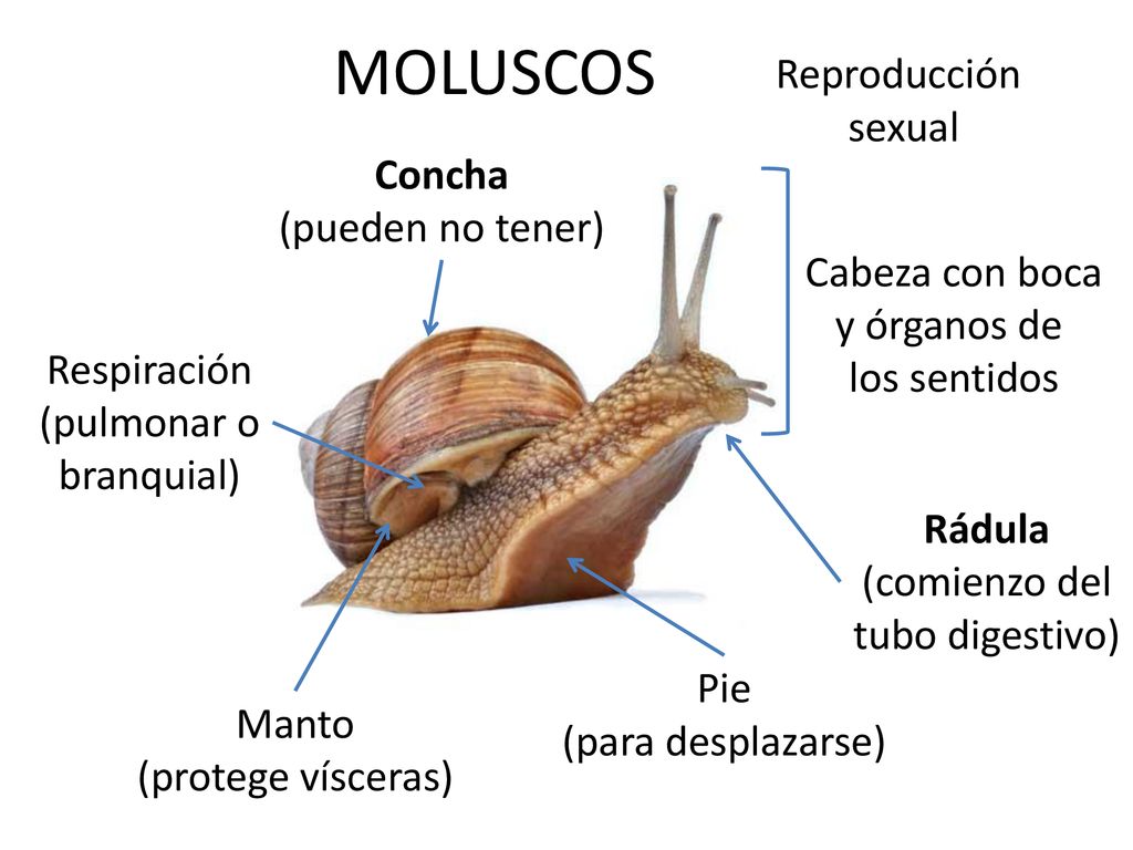MOLUSCOS Reproducción sexual Concha (pueden no tener) Cabeza con boca