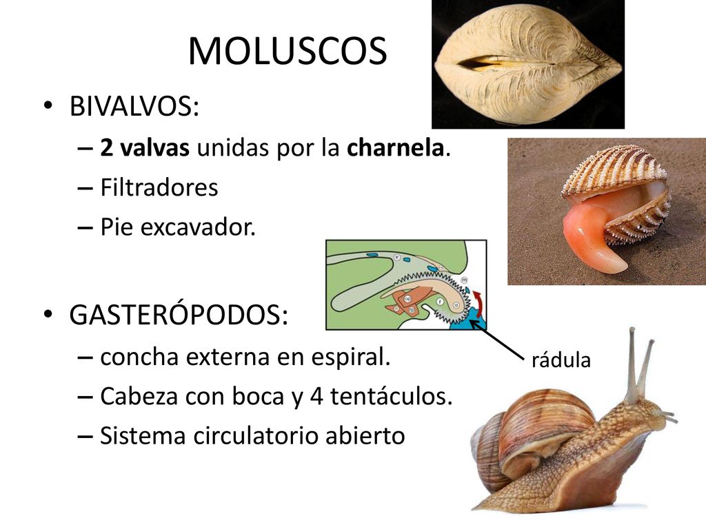MOLUSCOS BIVALVOS: GASTERÓPODOS: 2 valvas unidas por la charnela.