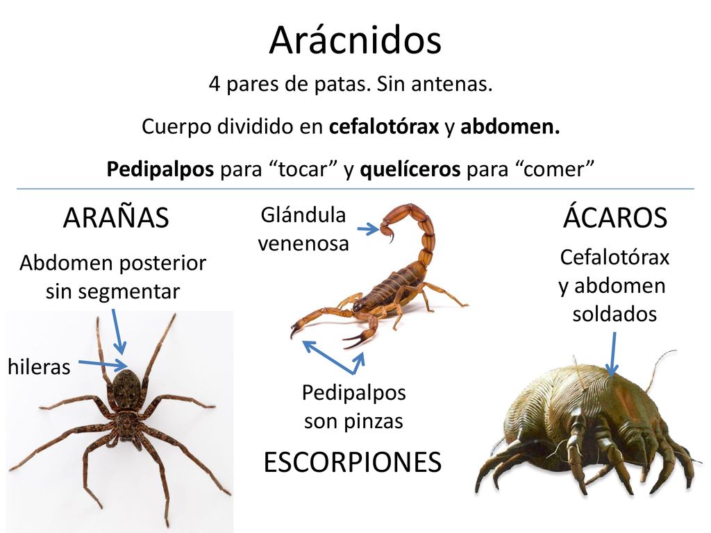 Arácnidos ARAÑAS ÁCAROS ESCORPIONES 4 pares de patas. Sin antenas.