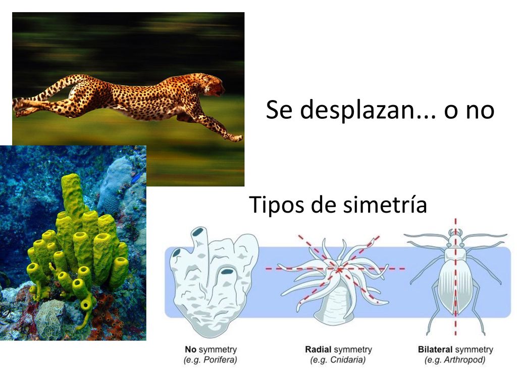 Se desplazan... o no Tipos de simetría