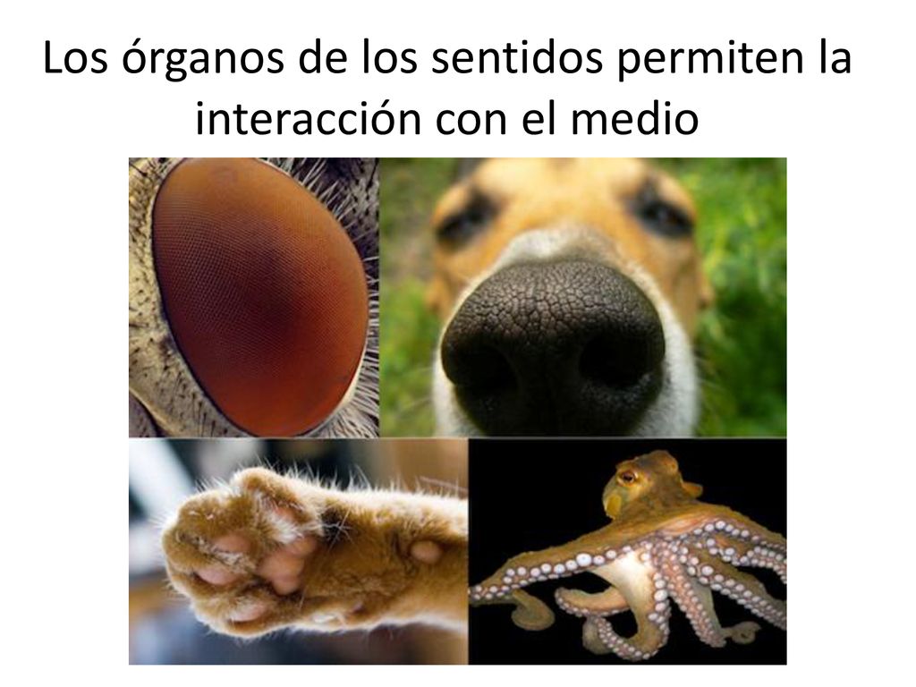 Los órganos de los sentidos permiten la interacción con el medio