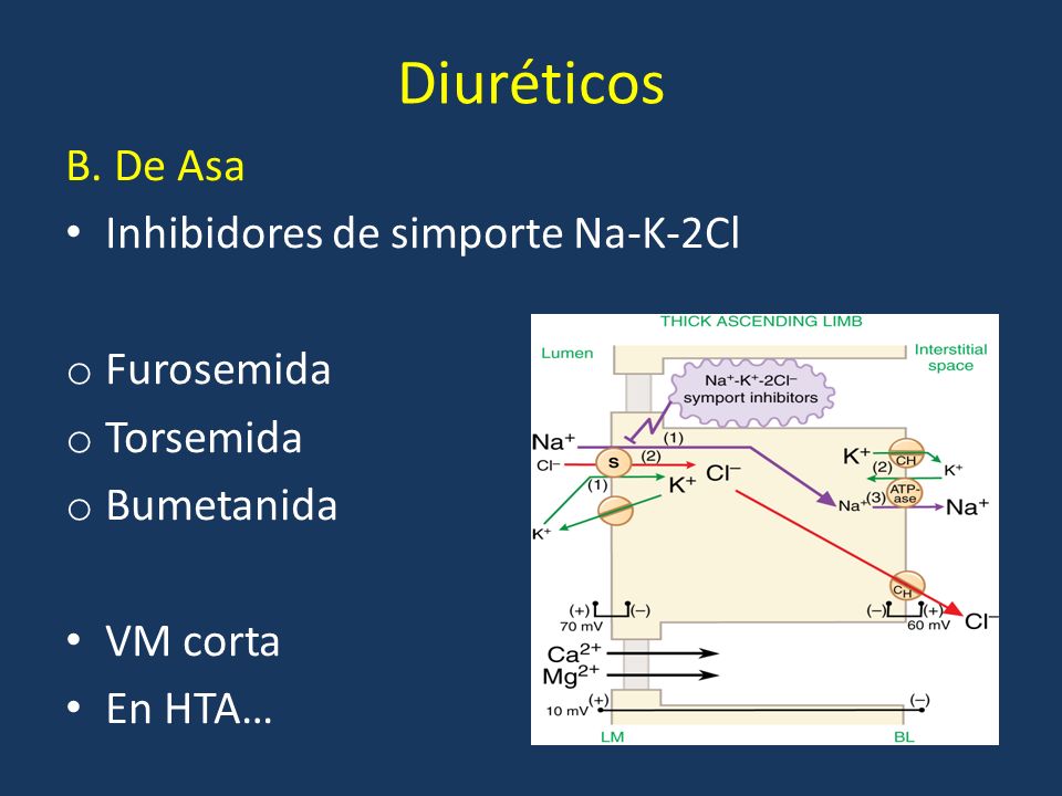 Diuréticos B. De Asa Inhibidores de simporte Na-K-2Cl Furosemida