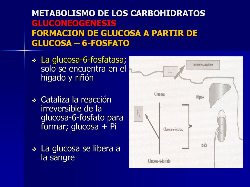METABOLISMO DE LOS CARBOHIDRATOS GLUCONEOGENESIS FORMACION DE GLUCOSA A PARTIR DE GLUCOSA – 6-FOSFATO