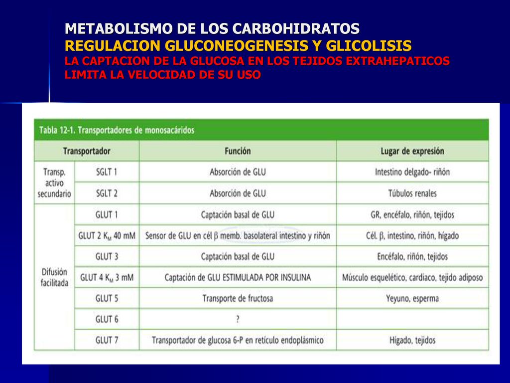 METABOLISMO DE LOS CARBOHIDRATOS REGULACION GLUCONEOGENESIS Y GLICOLISIS LA CAPTACION DE LA GLUCOSA EN LOS TEJIDOS EXTRAHEPATICOS LIMITA LA VELOCIDAD DE SU USO