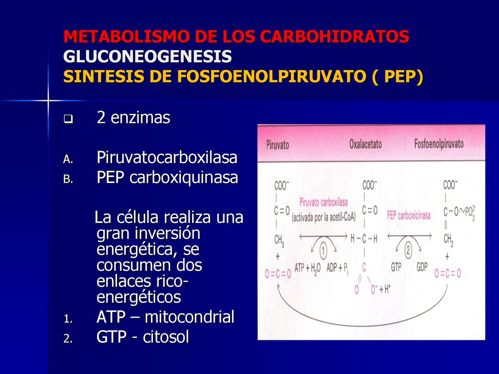 METABOLISMO DE LOS CARBOHIDRATOS GLUCONEOGENESIS SINTESIS DE FOSFOENOLPIRUVATO ( PEP)