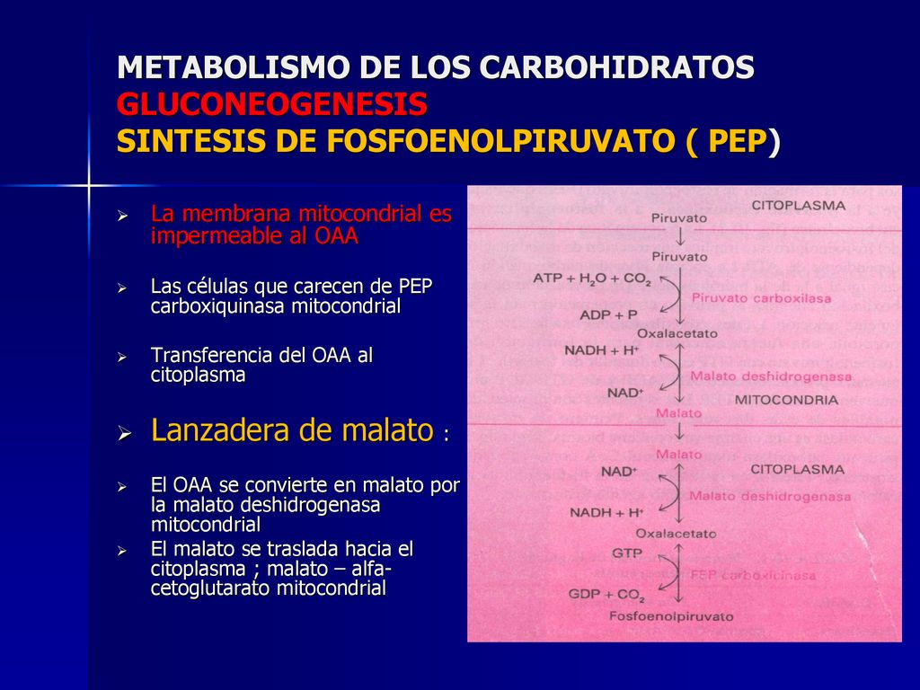 METABOLISMO DE LOS CARBOHIDRATOS GLUCONEOGENESIS SINTESIS DE FOSFOENOLPIRUVATO ( PEP)