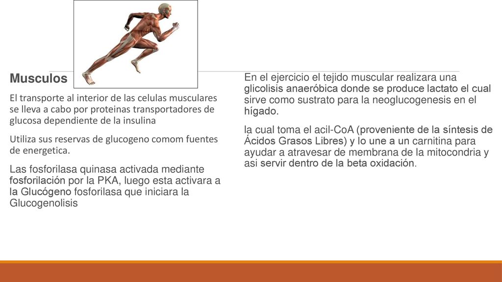 Musculos El transporte al interior de las celulas musculares se lleva a cabo por proteinas transportadores de glucosa dependiente de la insulina.