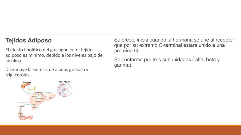 Tejidos Adiposo El efecto lipolitico del glucagon en el tejido adiposo es minimo, debido a los niveles bajo de insulina.