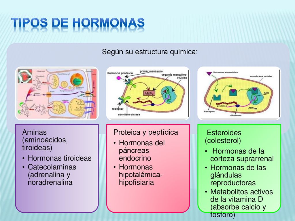 TIPOS DE Hormonas Esteroides (colesterol) Según su estructura química: