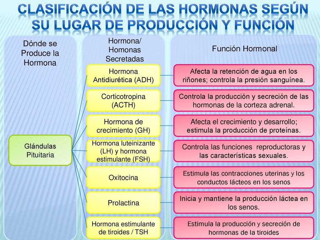 Clasificación de las hormonas según su lugar de producción y función
