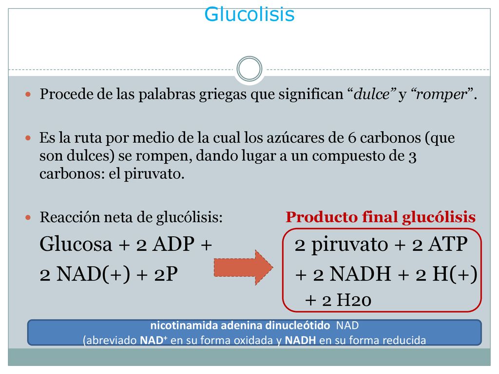 Glucolisis Glucosa + 2 ADP + 2 piruvato + 2 ATP