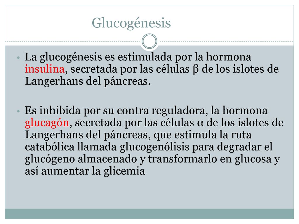Glucogénesis • La glucogénesis es estimulada por la hormona insulina, secretada por las células β de los islotes de Langerhans del páncreas.