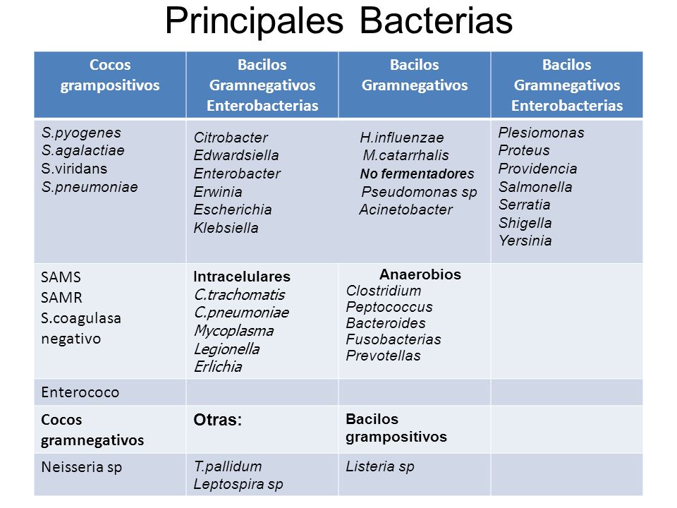 Principales Bacterias