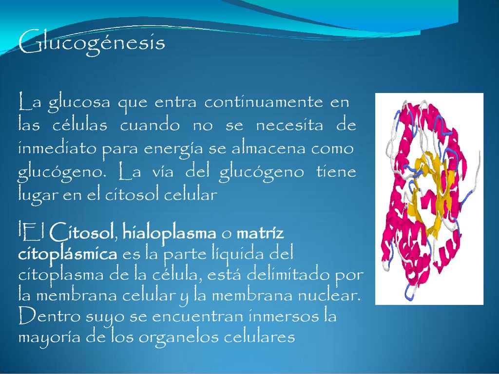 Glucogénesis La glucosa que entra continuamente en las células cuando