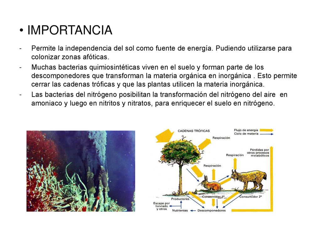 IMPORTANCIA Permite la independencia del sol como fuente de energía. Pudiendo utilizarse para colonizar zonas afóticas.