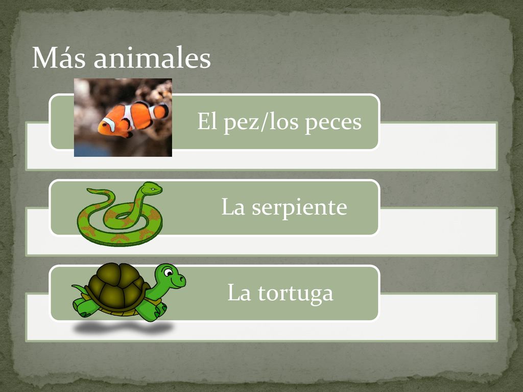 Más animales El pez/los peces La serpiente La tortuga