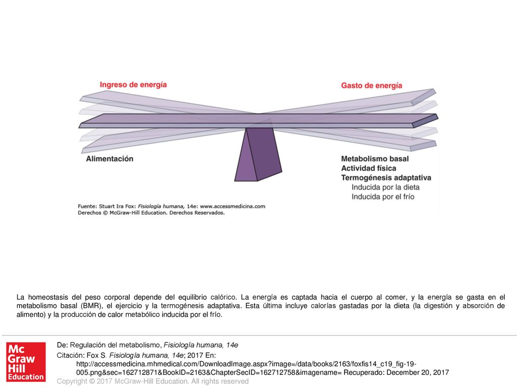 La homeostasis del peso corporal depende del equilibrio calórico
