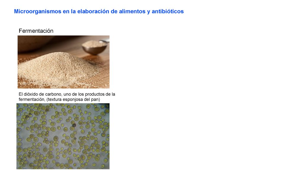 Microorganismos en la elaboración de alimentos y antibióticos