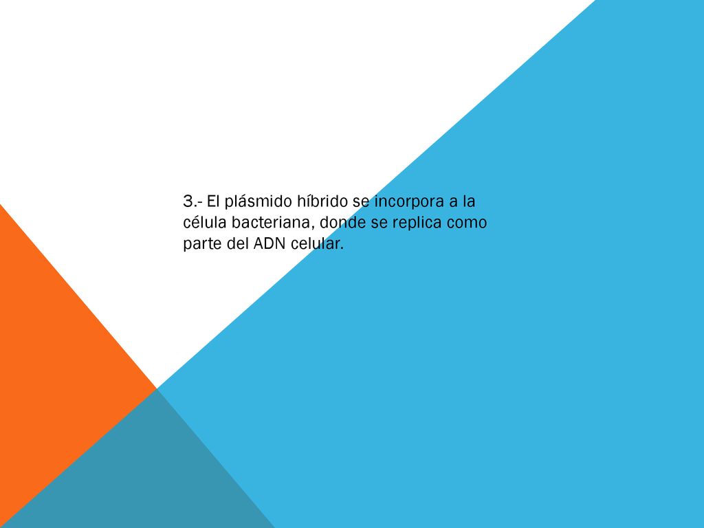 3.- El plásmido híbrido se incorpora a la célula bacteriana, donde se replica como parte del ADN celular.