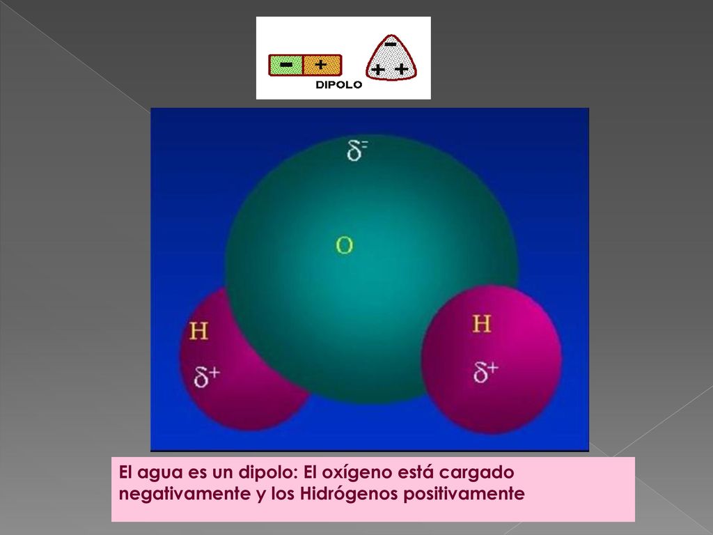 El agua es un dipolo: El oxígeno está cargado negativamente y los Hidrógenos positivamente