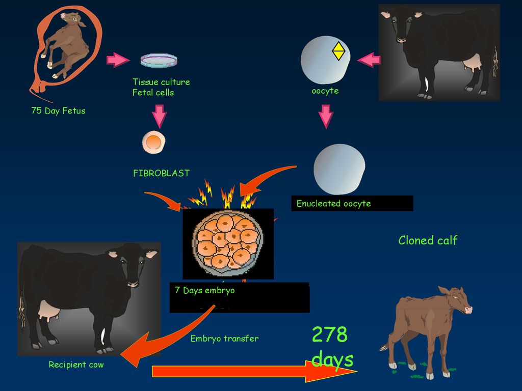 278 days Cloned calf Tissue culture Fetal cells oocyte 75 Day Fetus