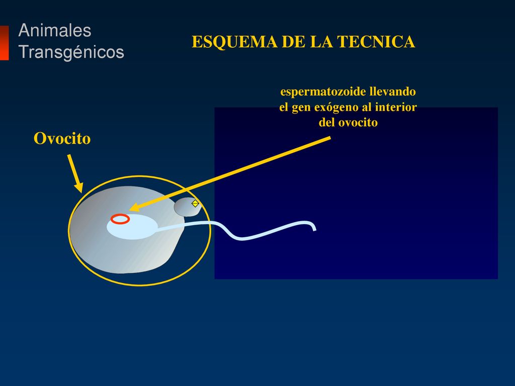espermatozoide llevando el gen exógeno al interior del ovocito