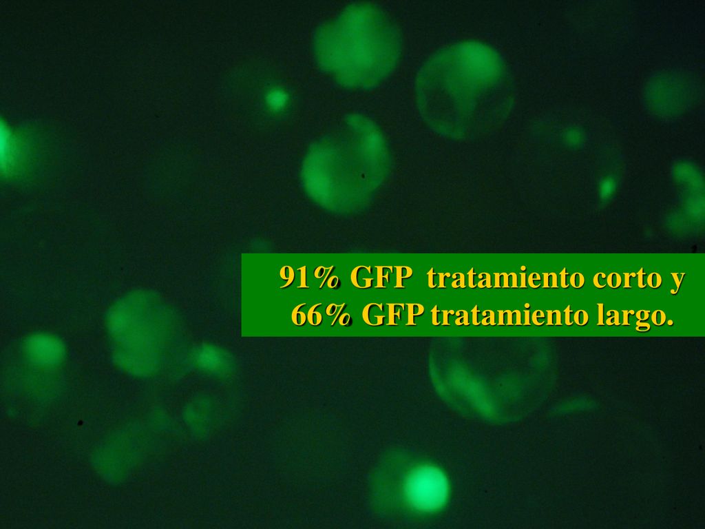 91% GFP tratamiento corto y 66% GFP tratamiento largo.