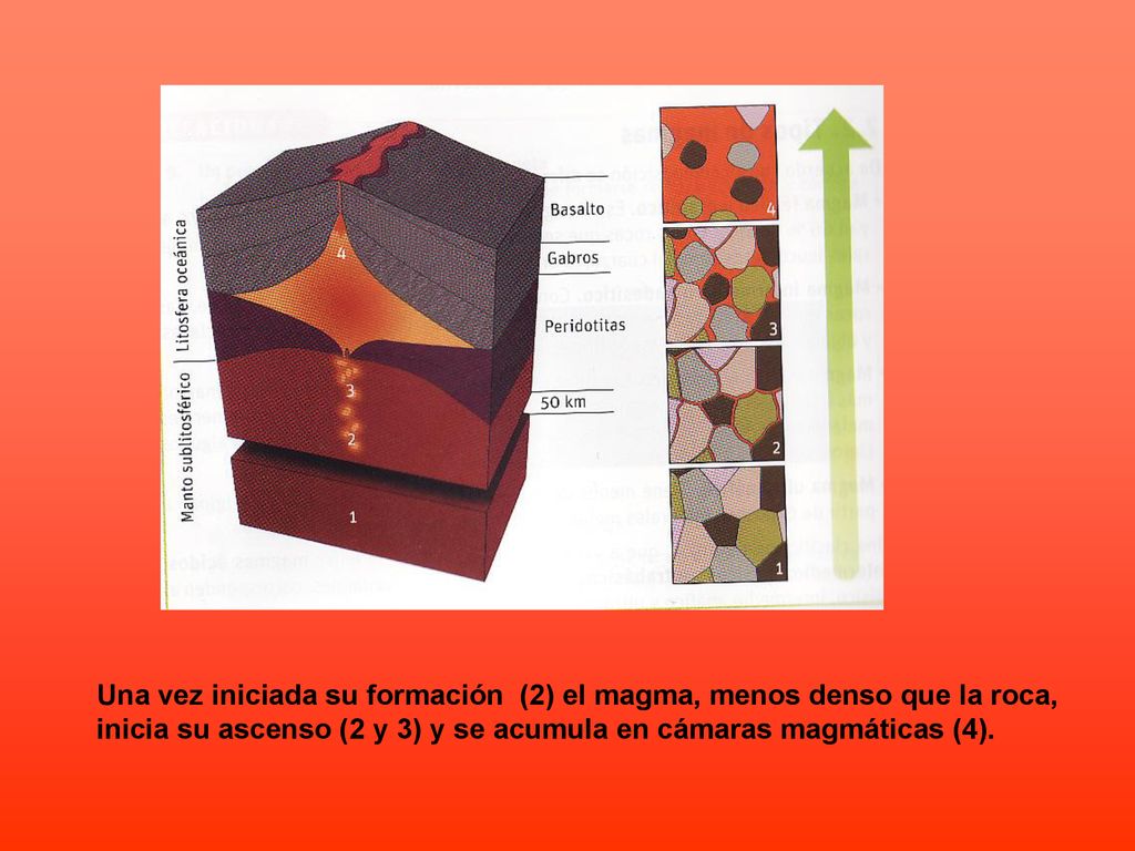 Una vez iniciada su formación (2) el magma, menos denso que la roca,