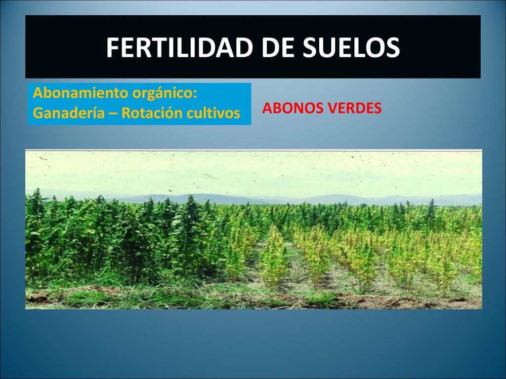 FERTILIDAD DE SUELOS Abonamiento orgánico: Ganadería – Rotación cultivos ABONOS VERDES