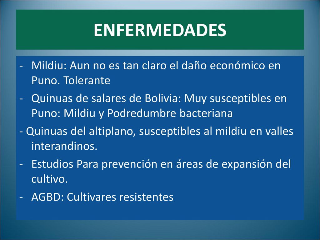 ENFERMEDADES Mildiu: Aun no es tan claro el daño económico en Puno. Tolerante.