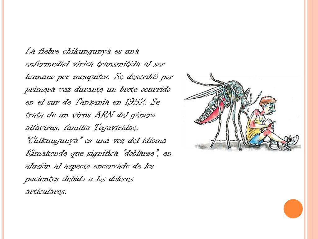 La fiebre chikungunya es una enfermedad vírica transmitida al ser humano por mosquitos.