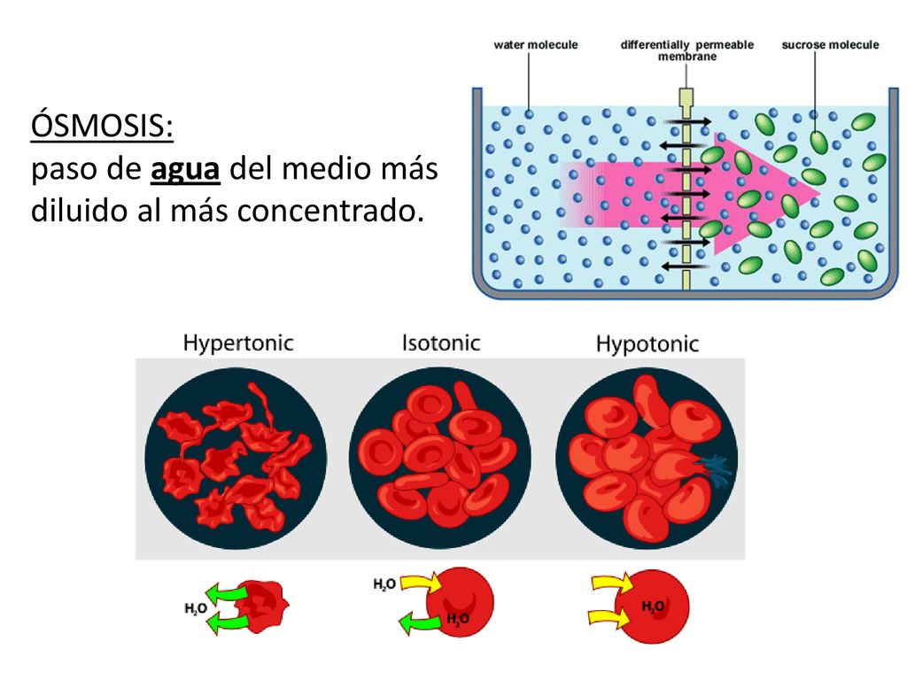 ÓSMOSIS: paso de agua del medio más diluido al más concentrado.