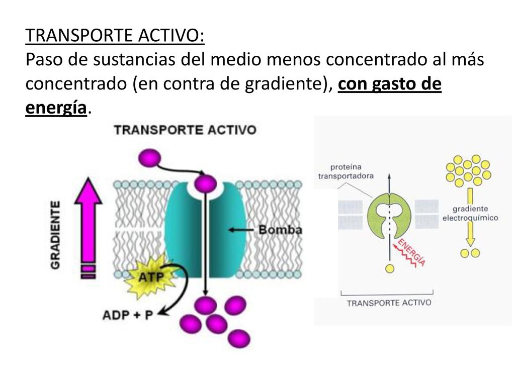 TRANSPORTE ACTIVO: Paso de sustancias del medio menos concentrado al más concentrado (en contra de gradiente), con gasto de energía.