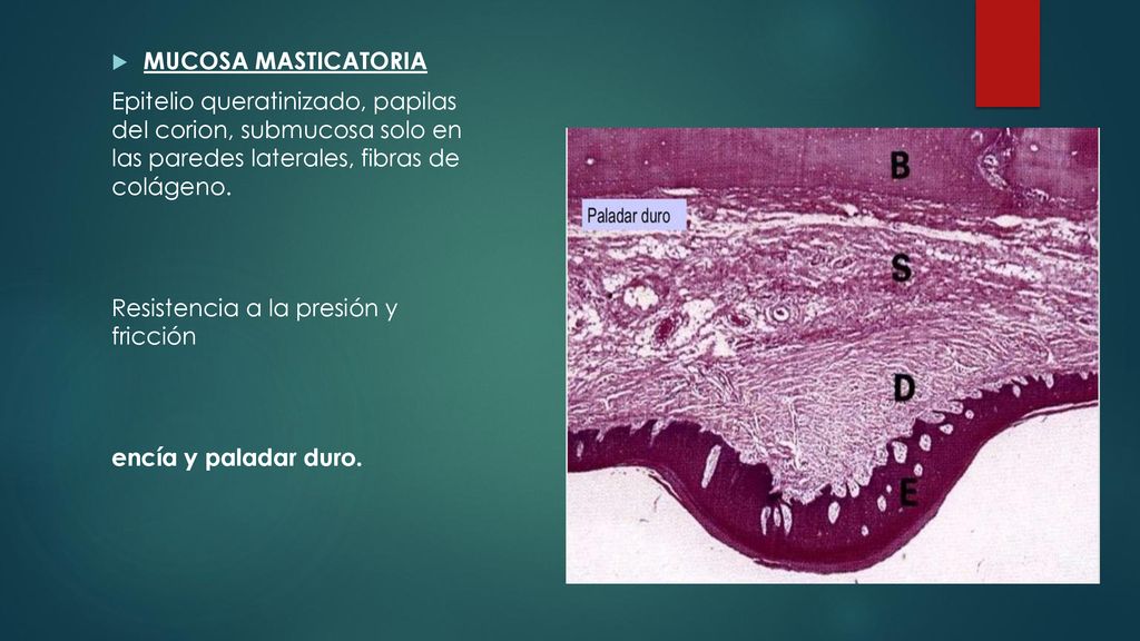 MUCOSA MASTICATORIA Epitelio queratinizado, papilas del corion, submucosa solo en las paredes laterales, fibras de colágeno.