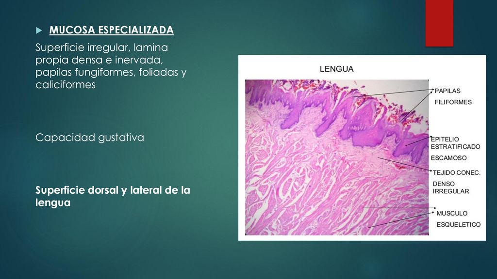 MUCOSA ESPECIALIZADA Superficie irregular, lamina propia densa e inervada, papilas fungiformes, foliadas y caliciformes.