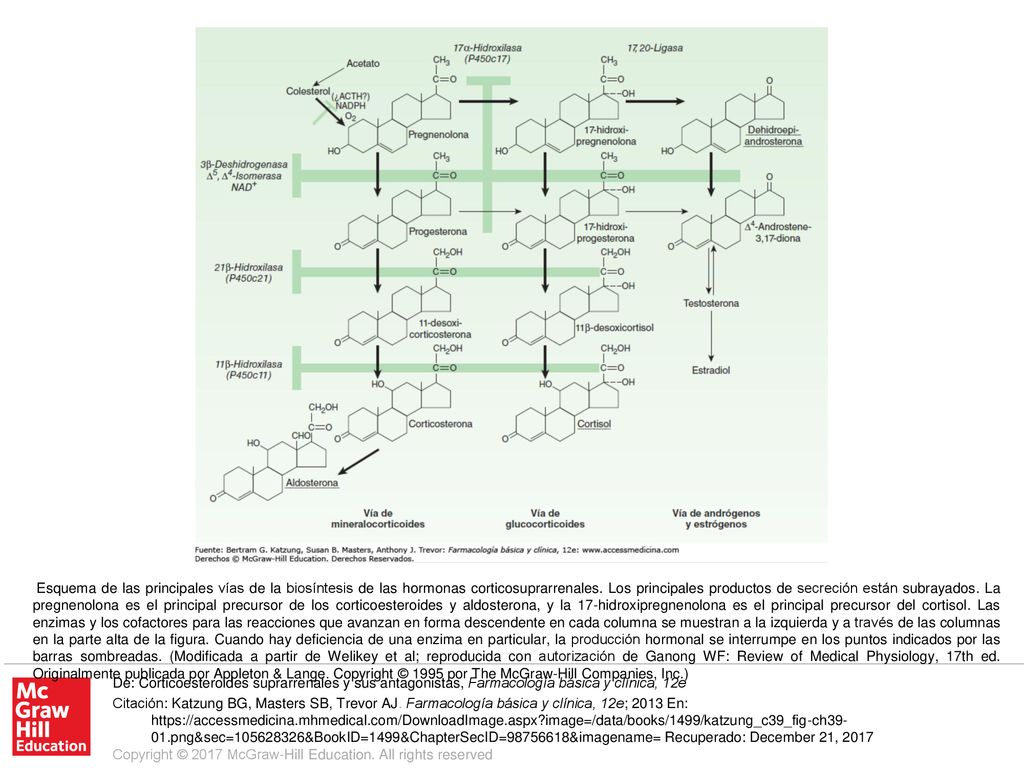Esquema de las principales vías de la biosíntesis de las hormonas corticosuprarrenales. Los principales productos de secreción están subrayados. La pregnenolona es el principal precursor de los corticoesteroides y aldosterona, y la 17-hidroxipregnenolona es el principal precursor del cortisol. Las enzimas y los cofactores para las reacciones que avanzan en forma descendente en cada columna se muestran a la izquierda y a través de las columnas en la parte alta de la figura. Cuando hay deficiencia de una enzima en particular, la producción hormonal se interrumpe en los puntos indicados por las barras sombreadas. (Modificada a partir de Welikey et al; reproducida con autorización de Ganong WF: Review of Medical Physiology, 17th ed. Originalmente publicada por Appleton & Lange. Copyright © 1995 por The McGraw-Hill Companies, Inc.)