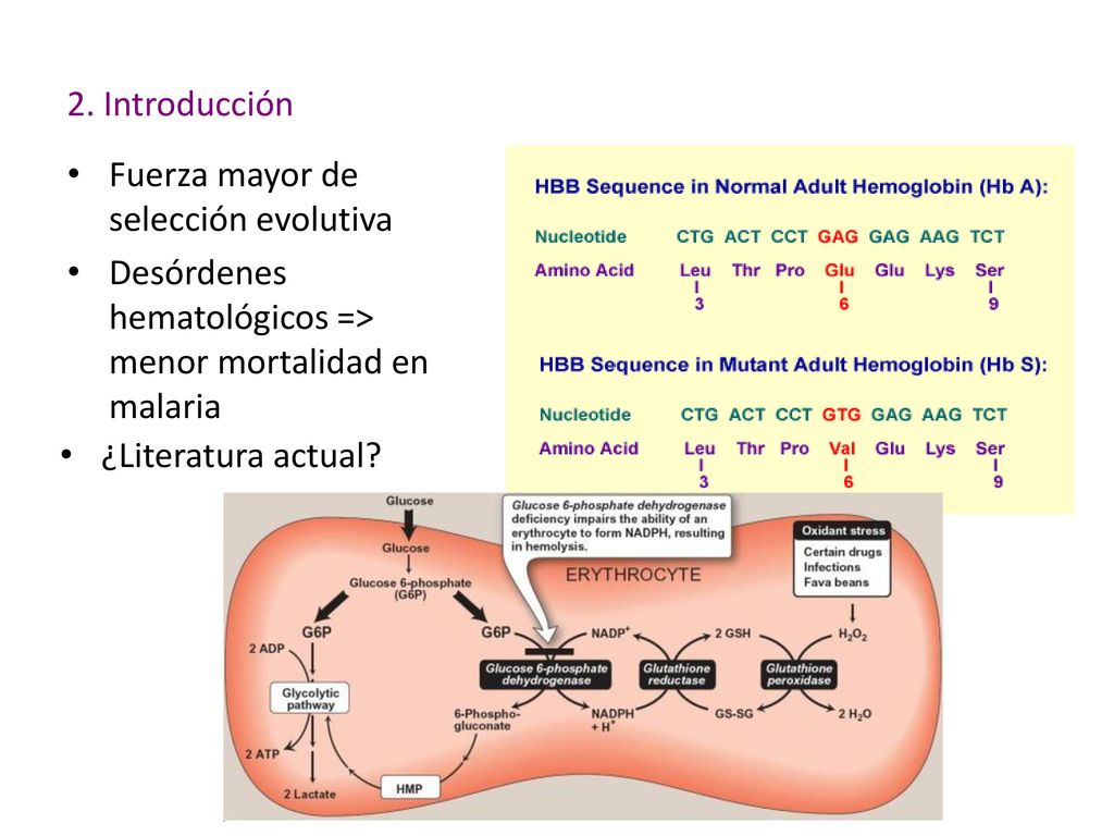 2. Introducción Fuerza mayor de selección evolutiva. Desórdenes hematológicos => menor mortalidad en malaria.