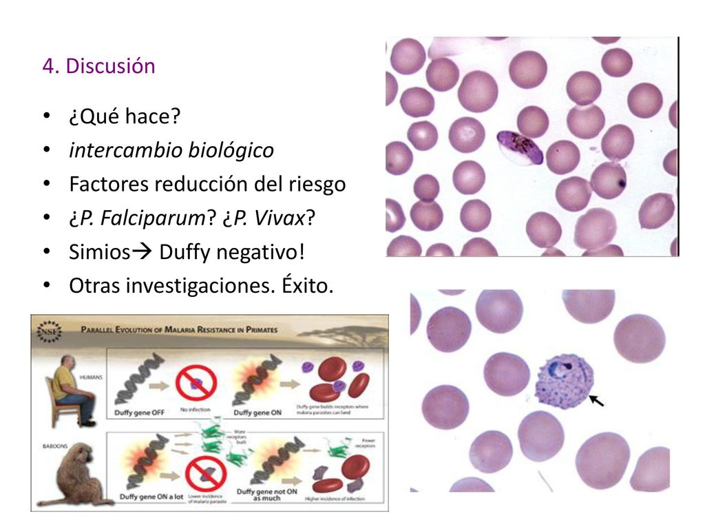 4. Discusión ¿Qué hace intercambio biológico. Factores reducción del riesgo. ¿P. Falciparum ¿P. Vivax