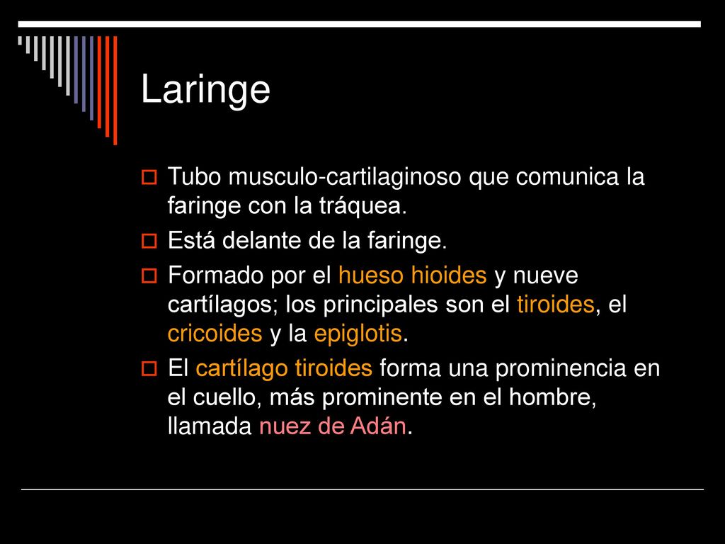 Laringe Tubo musculo-cartilaginoso que comunica la faringe con la tráquea. Está delante de la faringe.
