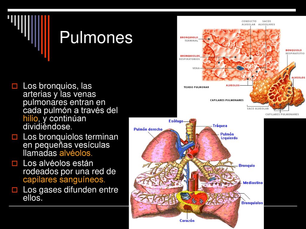 Pulmones Los bronquios, las arterias y las venas pulmonares entran en cada pulmón a través del hilio, y continúan dividiéndose.
