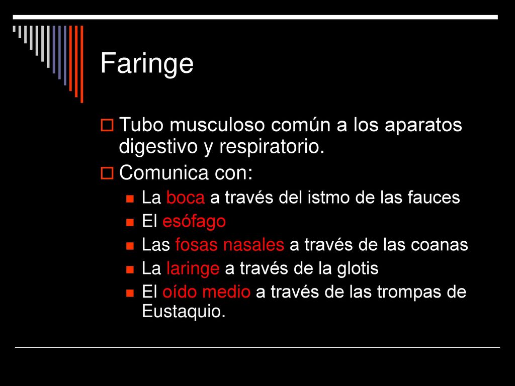 Faringe Tubo musculoso común a los aparatos digestivo y respiratorio.