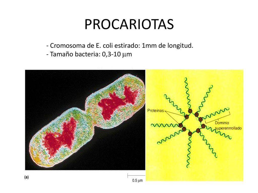 PROCARIOTAS - Cromosoma de E. coli estirado: 1mm de longitud.