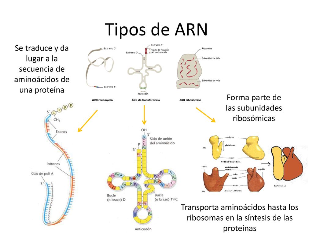 Tipos de ARN Se traduce y da lugar a la secuencia de aminoácidos de una proteína. Forma parte de las subunidades ribosómicas.