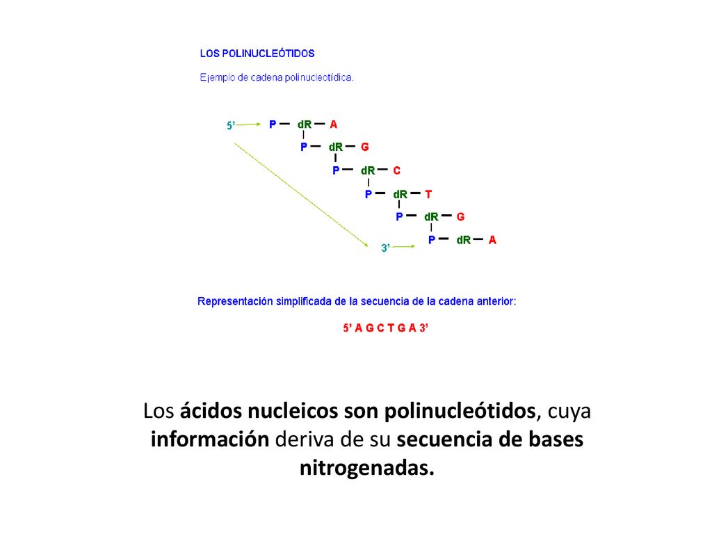 POLINUCLEÓTIDOS Los ácidos nucleicos son polinucleótidos, cuya información deriva de su secuencia de bases nitrogenadas.