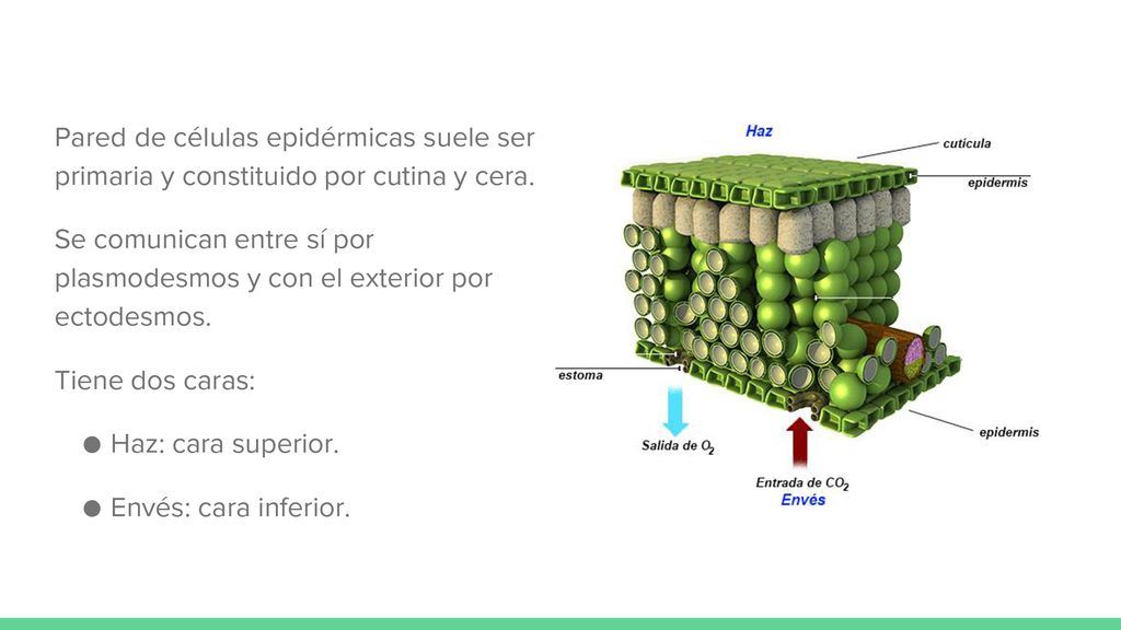 Pared de células epidérmicas suele ser primaria y constituido por cutina y cera.