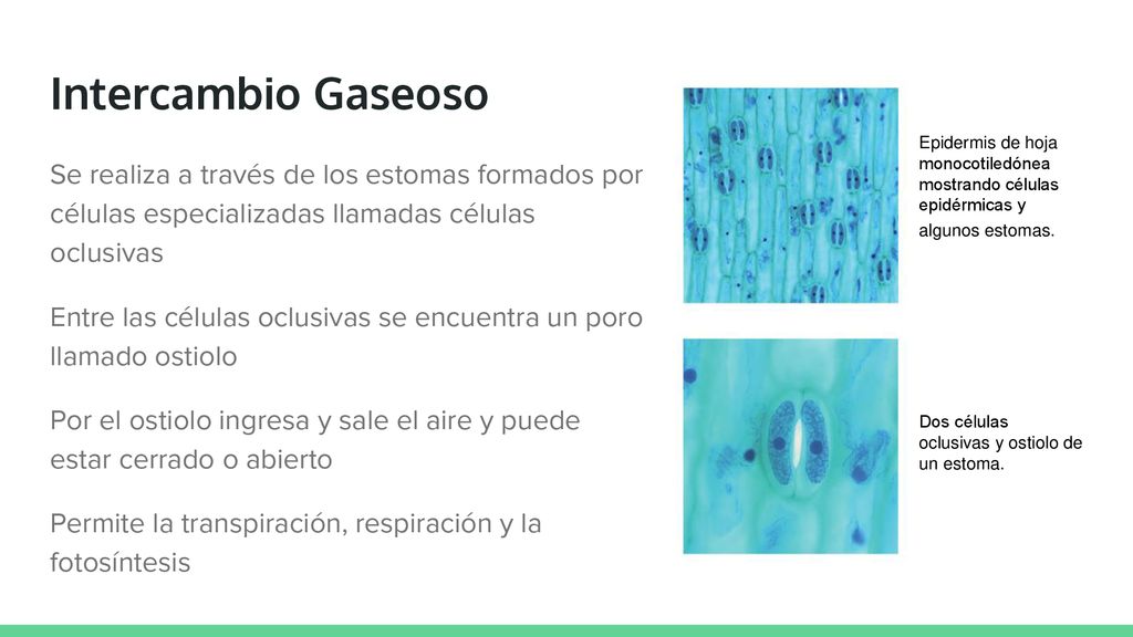 Intercambio Gaseoso Epidermis de hoja monocotiledónea mostrando células epidérmicas y algunos estomas.