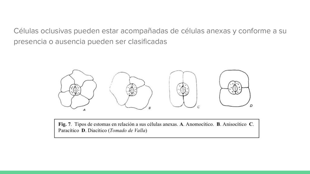 Células oclusivas pueden estar acompañadas de células anexas y conforme a su presencia o ausencia pueden ser clasificadas